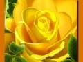 ເກມ Yellow Roses