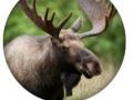 ເກມ Animal Quiz 