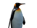ເກມ Penguin Painting: Coloring For Kids