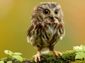 ເກມ Animal Hidden Stars
