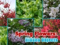 ເກມ Spring Flowers: Hidden Objects