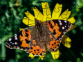 ເກມ Jigsaw Puzzle: Spring