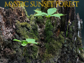 ເກມ Mystic sunset forest