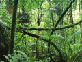 ເກມ Jigsaw puzzle: Rainforest