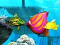 ເກມ Big Fish Eat Small Fish