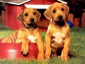 ເກມ Puppy Pairs Puzzle