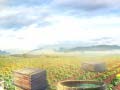 ເກມ Farm Treasure