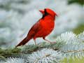 ເກມ Birds Puzzle