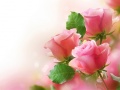 ເກມ Pink Roses