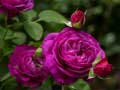ເກມ Purple Roses