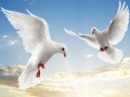 ເກມ Flying Birds