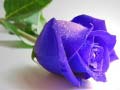 ເກມ Blue Roses