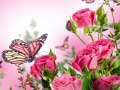 ເກມ Butterflies Puzzle