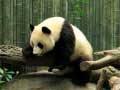 ເກມ Pandas Puzzle