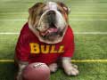 ເກມ Funny Doggy