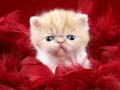 ເກມ Funny Kitty
