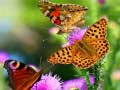 ເກມ Butterfly Slide
