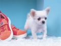 ເກມ Lovely Puppy Puzzle