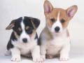 ເກມ Cute Puppies Puzzle