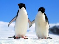 ເກມ Penguin Puzzle