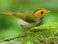 ເກມ Birds Slide