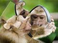 ເກມ Chimpanzee Jigsaw