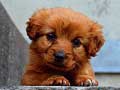 ເກມ Puppy Puzzle