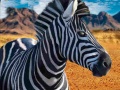 ເກມ Zebra Hunter