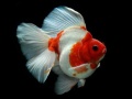 ເກມ Gold Fish Jigsaw Puzzle