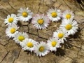 ເກມ Daisy Heart Jigsaw