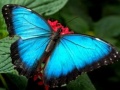ເກມ Nature Jigsaw Puzzle Butterfly