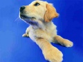 ເກມ Funny Cats And Dogs Jigsaw Puzzle