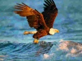 ເກມ Animals Jigsaw Puzzle Eagle