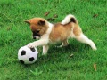 ເກມ Playful Puppy Outdoor Puzzle