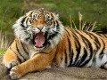 ເກມ Animals Jigsaw Puzzle Tiger