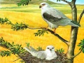 ເກມ Birds Of Prey Puzzle