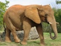 ເກມ Animals Jigsaw Puzzle - Elephants