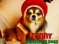 ເກມ Funny Christmas Dogs