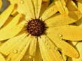 ເກມ Flower Petals Raindrop Jigsaw