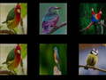 ເກມ Memorize the birds