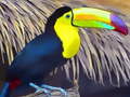 ເກມ Toucan Bird Jigsaw