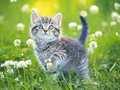 ເກມ Kittens Jigsaw