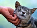 ເກມ Tickling Cat