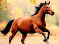 ເກມ Horse Slide