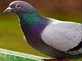 ເກມ Pigeon Jigsaw Puzzle