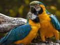ເກມ Parrot Jigsaw