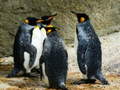 ເກມ King Penguin Jigsaw