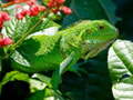 ເກມ Wild Iguana