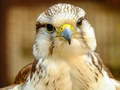 ເກມ Gyrfalcon Jigsaw