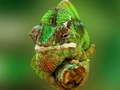 ເກມ Chameleon Jigsaw